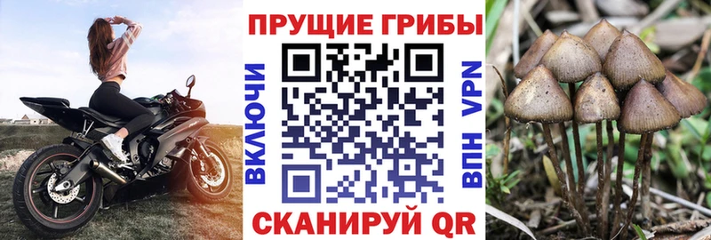 Галлюциногенные грибы ЛСД Луга